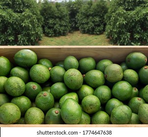 Palma Fruit Images, Stock Photos u0026 Vectors  Shutterstock