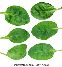 Fresh Green Baby Spinach Leaves Isolated On White 