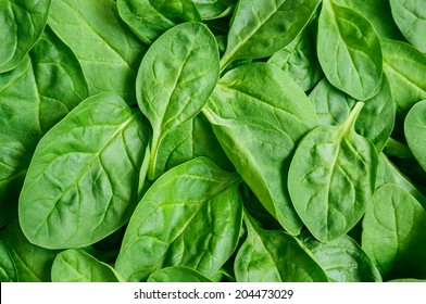 Fresh green baby spinach leaves  - Shutterstock ID 204473029