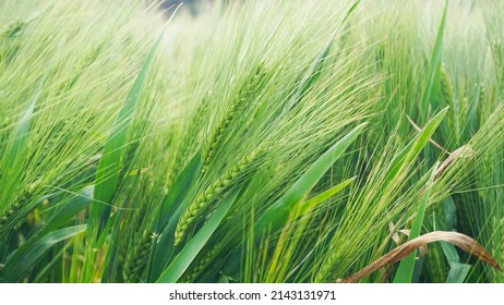 fresh green barley or jau for organic farming and beverage and food industry  - Shutterstock ID 2143131971