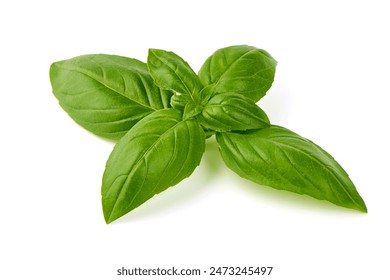 Fresh Green Basil Leaf, close-up, isolated on white background