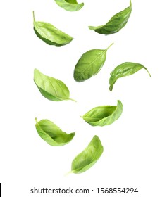 Fresh Green Basil Leaves Falling On White Background