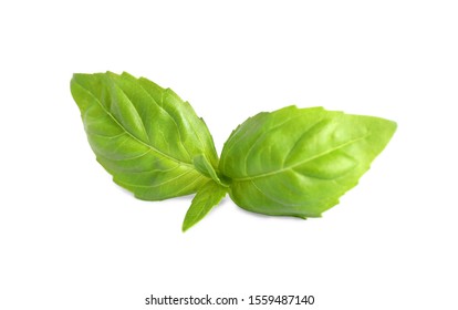 Fresh Green Basil Leaves Isolated On White