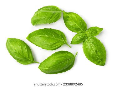 Fresh green basil leaves isolated on white background - Shutterstock ID 2338892485