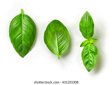 fresh green basil leaves isolated on white background, top view - Shutterstock ID 431255308