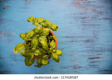 Fresh green basil on vinatage turquoise background with copy space. Top view or flat lay