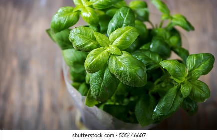 Fresh Green Basil Plant For Healthy Cooking, Herbs And Spices