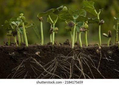 Fresh green bean plants with roots