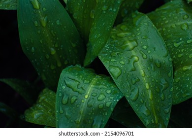 Fresh Green Bear Leek Or Wild Garlic Leaves Covered In Rain Drops