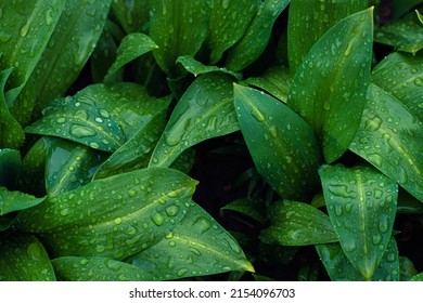 Fresh Green Bear Leek Or Wild Garlic Leaves Covered In Rain Drops