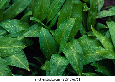 Fresh Green Bear Leek Or Wild Garlic Leaves Covered In Rain Drops