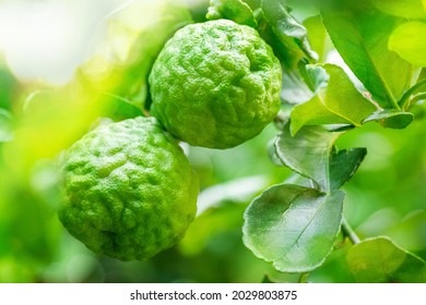 Fresh Green Bergamot Fruit Hanging From Branch. Bergamot Tree Garden And Healthy Food Concept, Group Of Bergamot, Macro