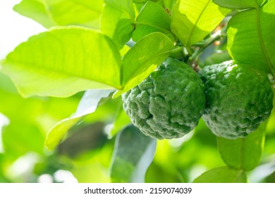 Fresh Green Bergamot Fruit Hanging From Branch. Bergamot Tree Garden And Healthy Food Concept, Group Of Bergamot, Macro