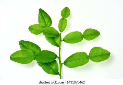 Fresh Green Bergamot Leaves And Branch On White Background.