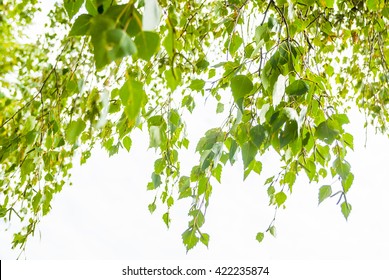 Fresh Green Birch Tree Leaves On White Background