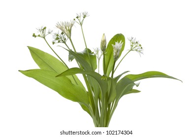 Fresh Green Blooming Wild Garlic On White Background