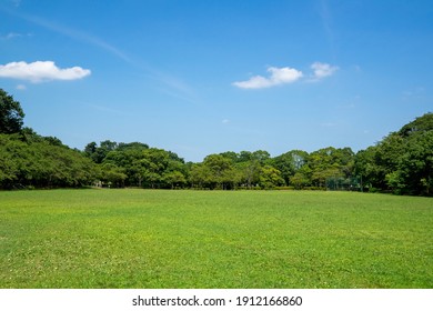Fresh green and blue sky in the park 