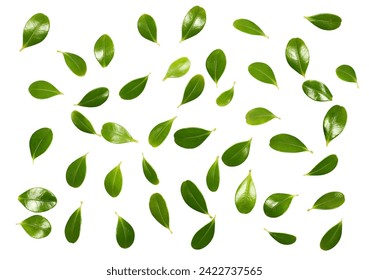 Fresh green boxwood leaves isolated on white, texture - Powered by Shutterstock