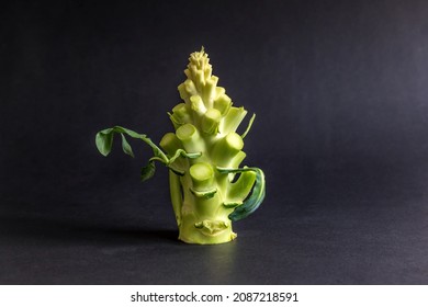 Fresh green broccoli stalk vegetable closup on dark background