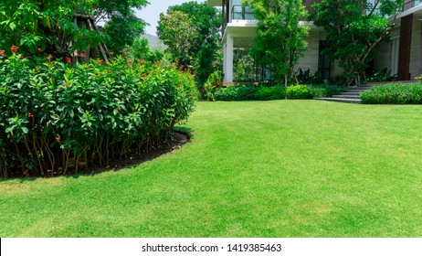 Fresh green burmuda grass smooth lawn as a carpet with curve form of bush, trees on the background, good maintenance lanscapes in a garden under morning sunlight