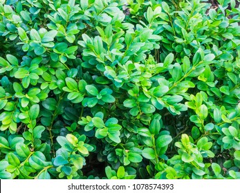 Fresh green buxus (Buxus sempervirens) leaves. Close-up of evergreen bush boxwood in the nature. Concept: Greenery, natural pattern, nature texture.
