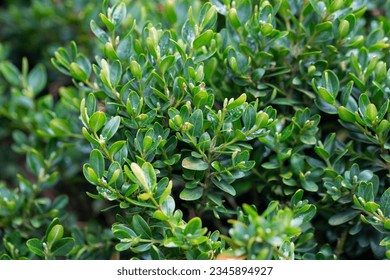 Fresh green buxus (Buxus sempervirens) leaves. Close-up of evergreen bush boxwood in the nature. Concept: Greenery, natural pattern, nature texture.