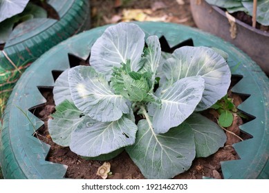 Fresh green Cabbage or Brassica oleracea in the garden 