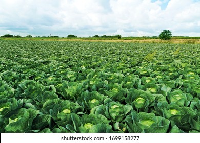 Fresh Green Cabbage In The Farm Field