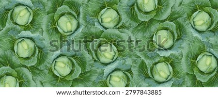 Fresh Green Cabbage Pattern Background with Organic Vegetable Harvest Concept