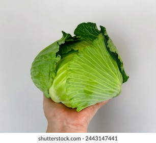 Fresh green cabbage, water droplets. fresh green cabbage, water droplets. cabbage in the woman's hand - Powered by Shutterstock
