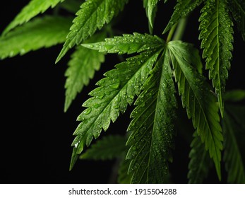 марихуана plant