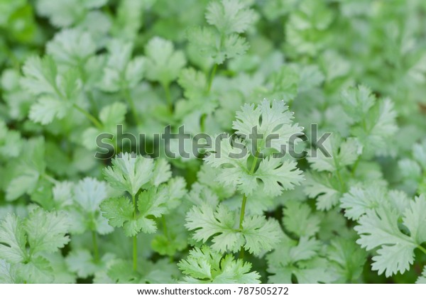 Fresh Green Cilantro Coriander Leaves On Stock Photo Edit Now