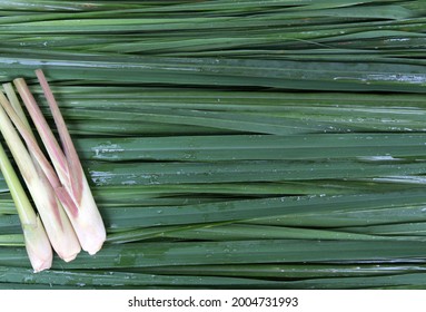 Fresh Green Citronella Leaf Surface Board With Lemongrass And Water Droplets Wet Lemongrass Leaf Surface