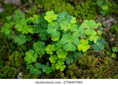 Fresh Green Clover Patch with Raindrops, Lush Moss Ground, Natural Woodland Setting, Vibrant Nature Close-up, Symbol of Luck and Growth, Outdoor Botanical Scene