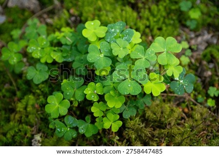 Fresh Green Clover Patch with Raindrops, Lush Moss Ground, Natural Woodland Setting, Vibrant Nature Close-up, Symbol of Luck and Growth, Outdoor Botanical Scene