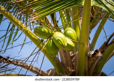 Fresh Green Coconuts Hanging On Palm Tree In Punta Cana Dominican Republic.