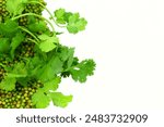 fresh green coriander or cilantro leaves for cooking,masala chutney,can use as health,nature,food concept,white background,copy space