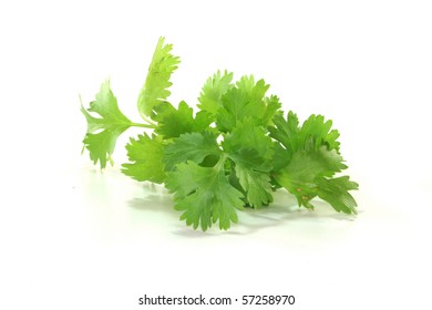 Fresh Green Coriander On A White Background