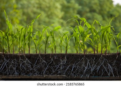 Fresh Green Corn Plants With Roots