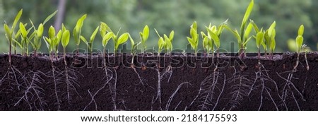 Fresh green corn plants with roots
