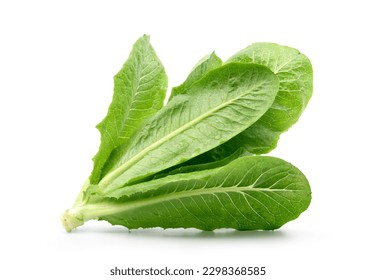 Fresh green cos lettuce isolate on white background. Clipping path. - Powered by Shutterstock