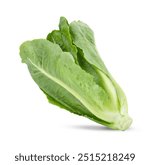 Fresh green cos lettuce isolated on white background