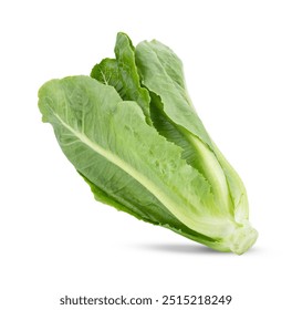 Fresh green cos lettuce isolated on white background - Powered by Shutterstock