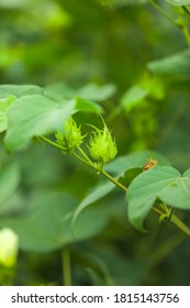 Fresh Green Cotton Flower On Cotton Plant