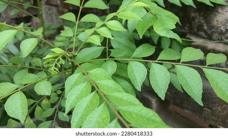 fresh green curry leaves meeti neem