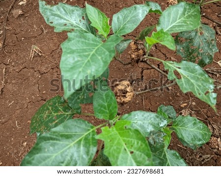 fresh green Datura metel plant