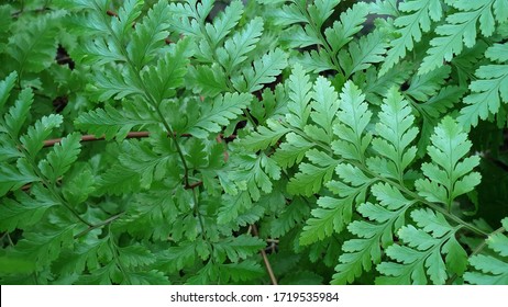 19 Davallia denticulata Images, Stock Photos & Vectors | Shutterstock