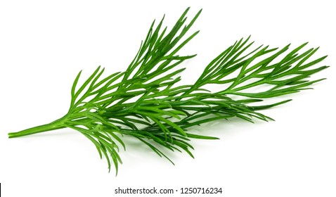 fresh green dill isolated on white background. macro.