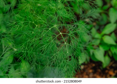 Fresh and green dill seedlings are grown for sale in the greenhouse. potted dill greenhouse. green leaf background.