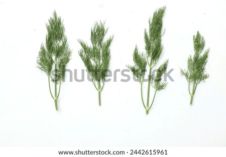  Fresh green  Dill sprig,(Anethum graveolens) vegetable fennel twig, herb plant, fragrant dill twig isolate on a white backdrop.Healthy eating and dieting food flavouring food, flavouring herb concept